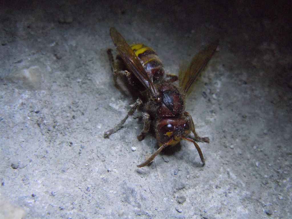 Vespa crabro agonizzante